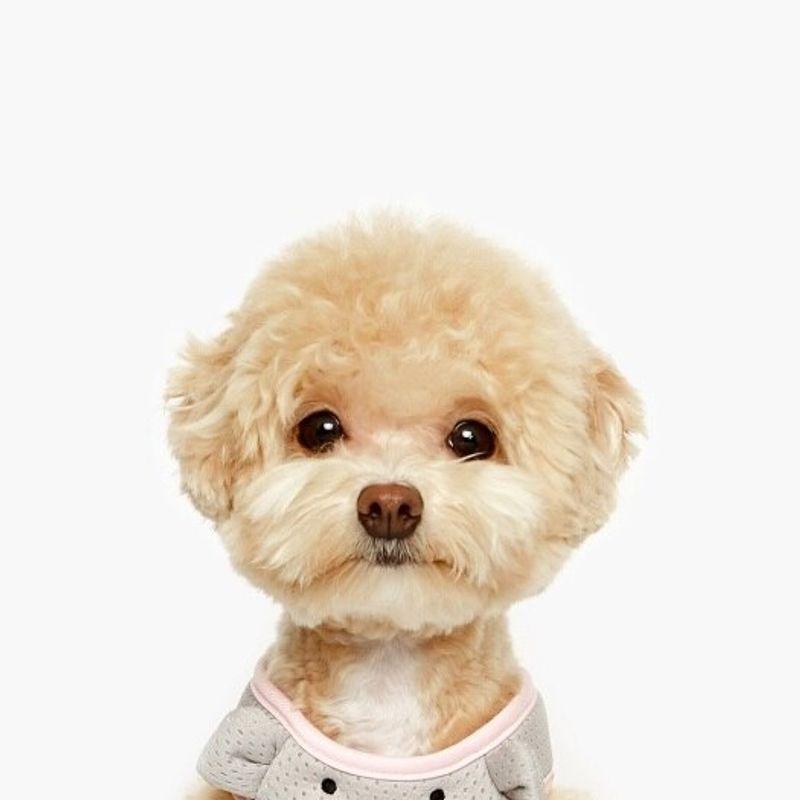 PET AROUND GOMDORI HARNESS Grey