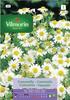 Chamomile Seeds