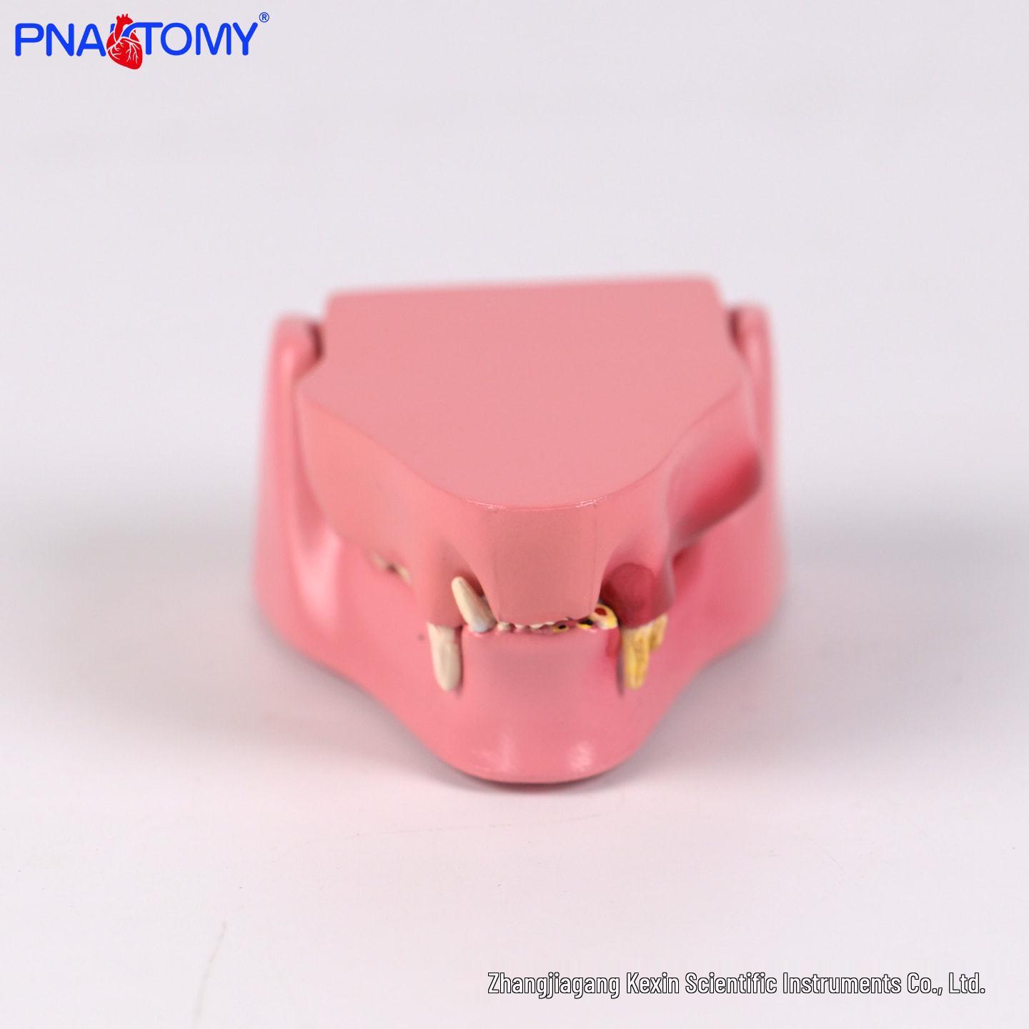 Cat and Dog Teeth Anatomy Model - Veterinary Teaching Aid PNT-2105