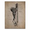 Anatomy skeleton Patent Vintage Poster Wall Art Print Canvas Painting Nordic Posters And Prints Wall Pictures For Living Room