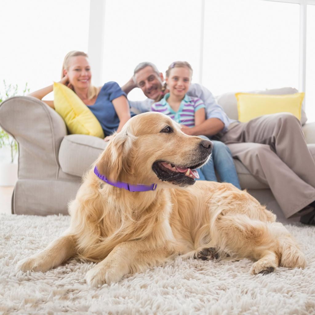 Helping Calm Their Collars And Use Behavior Imitation Technology To Pet Anxiety And Stress Collar