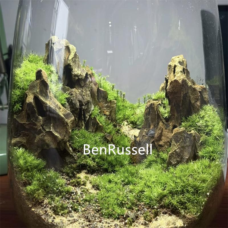 Mikrolandschaft Ökologische Moosgrüne Pflanzen Glasflasche Dekorationsvase Hydrokultur Moospflanze Landschaftsgestaltung Glasbehälter