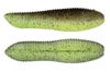 OSP Soft Lure Spinnuts 65mm TW-107 (2754)