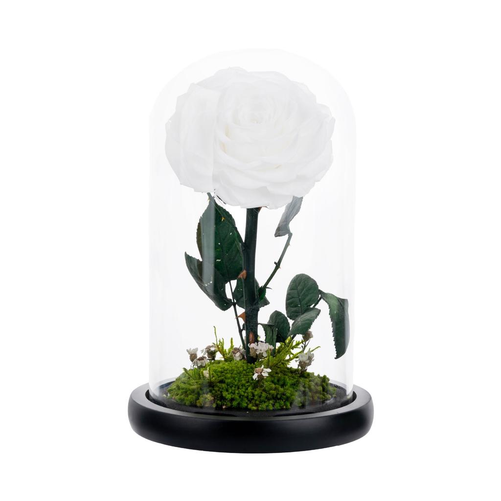 Unsterbliche Blume, die Rose des kleinen Prinzen, echte Blume getrocknete Blume, hochwertiges Fertigprodukt, Geschenk zum Geburtstag und Valentinstag für den Freund.