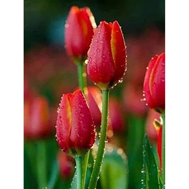 5D DIY Diamond Painting Full Round Drill Flower Cross Stitch Kit Mosaic Diamond Embroidery Rose Wall Art Home Decoration
