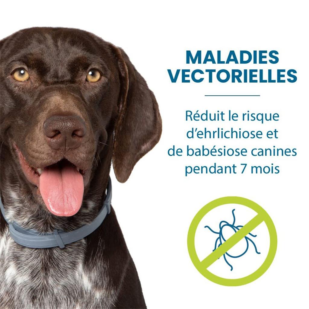 A Nt I Chip A Nt I Chip Necklace, Ant I Chips And A Nt I -Ticks For Dogs