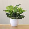 Useful Gadgets Foliage Plant Potted Bonsai Wedding Party Mall Desktop Adorn