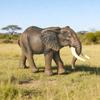 Children's Elephant Model: Wildlife African, Asian, Mammoth & Gomphothere Zoo Cognitive Toy