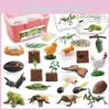 Bee Butterfly Rooster Froganimal Plant Life Cycle Storage Box With Pvc Models For Educational Use
