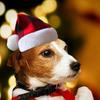 Christmas Flannel Plush Pet Hat for Cats and Dogs - Festive Party Headwear