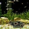 Decaying Trunk Aquarium Hide Decorative Betta Fish Hideout with Multiple Holes