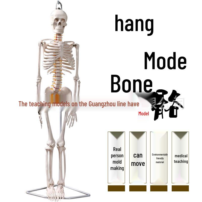 85cm Full Body Human Skeleton Model for Teaching and Anatomy. 85cm