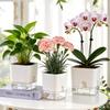 Pot de Fleur Carré Blanc Auto-arrosant Double Couche Pour Maison Intérieur et Extérieur Balcon Jardin Décoration Plantes Pot de Fleur
