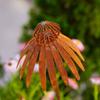 1Pcs Rusty Echinacea Garden Stake Charming Rusted Echinacea Garden Stake Metal Echinacea Plant Sculpture Garden Stake