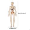 Biology Learning Aid Human Body Model with Organ Components for Children