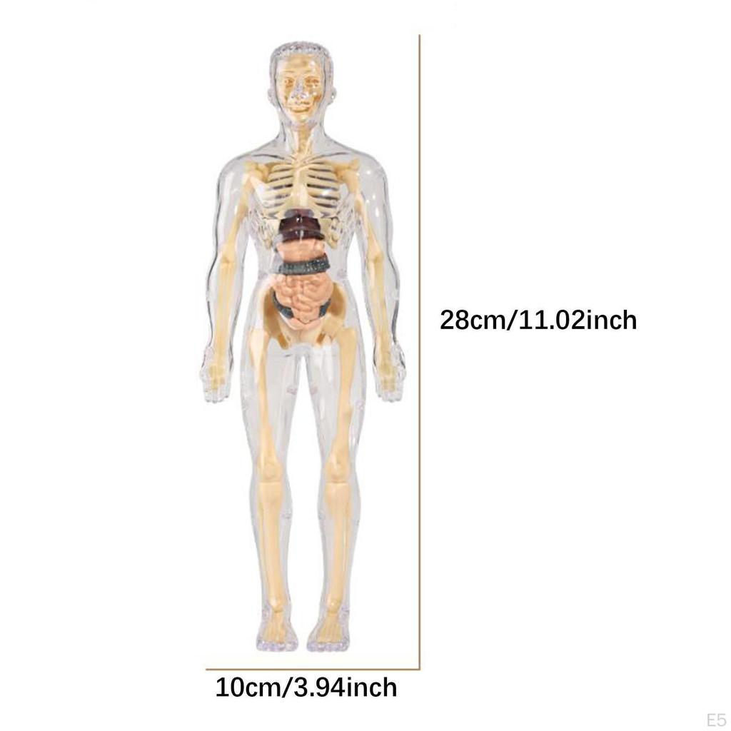 Biology Learning Aid Human Body Model with Organ Components for Children