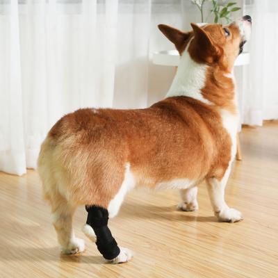 Dog Rear Leg Brace Prevent Licking Fixing Strap Spring Support Canine Rear Hock Support For Leg Wounds Injuries