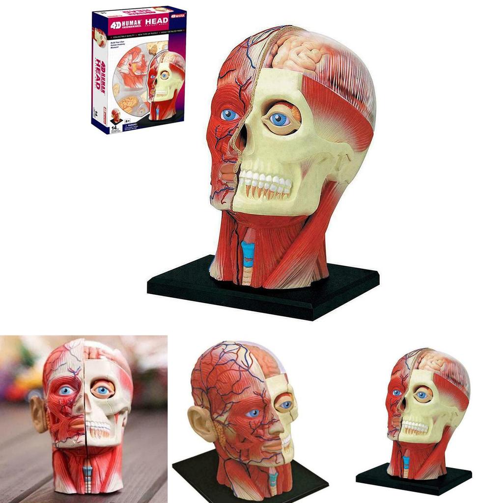 Vysoce kvalitní model lidské lebky s mozkem pro přesné lékařské a školní vzdělávání