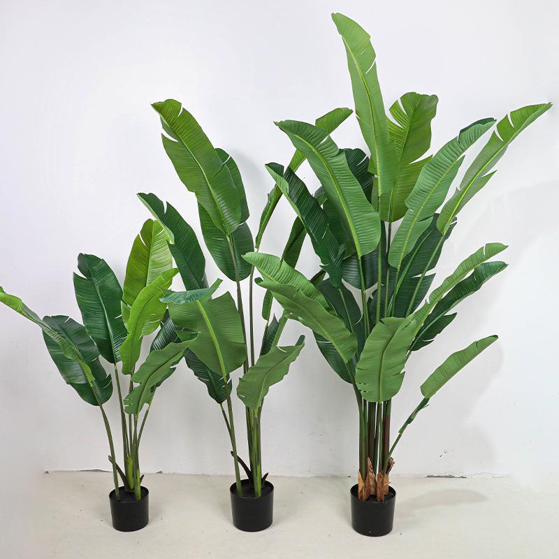Large Monstera Banana Leaf Plant for Indoor Display and Corner Landscaping