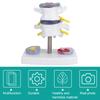 Anatomical Lumbar Disc Herniation Demonstration Model Human Spine School Training Supplies