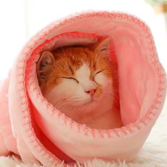 Cat Blanket Soft Keep Sided Velvet Warmth Double Cushion Quilt Cat Kitten for All Seasons