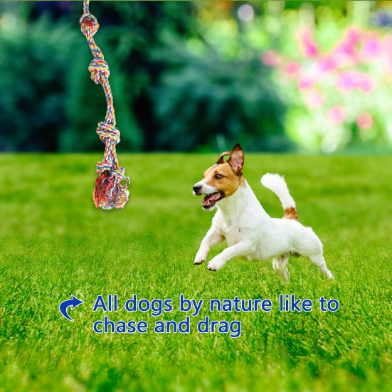 outdoor tether for dogs