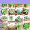 Suculenta Artificial Vibrante DIY Planta Falsa Para Decoração de Jardim Realista