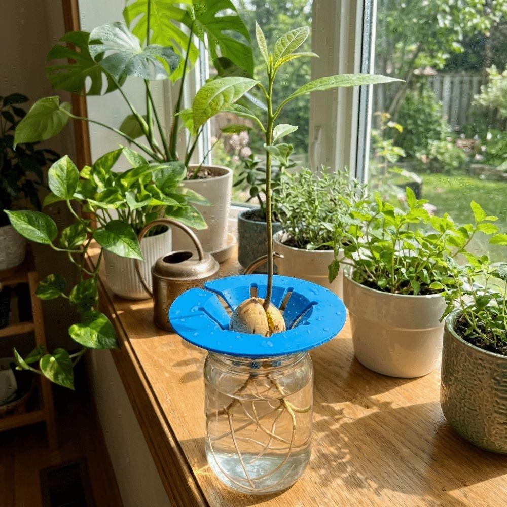 Sprouting Setup Avocado Planter Plastic Hydroponic Stand Planting Device  Plant Observation