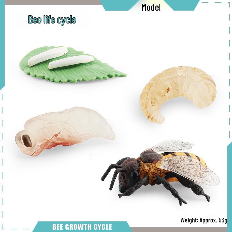 Animal Growth Cycle Models: Chicken, Duck, Goose, Butterfly, Turtle, Frog Montessori Teaching Figurines