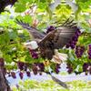 Wasserdichter Vogelabwecker Simulation Eule Vogelabwehr Schädlingsbekämpfung Künstliche Vogelscheuche Mit Reflektierend