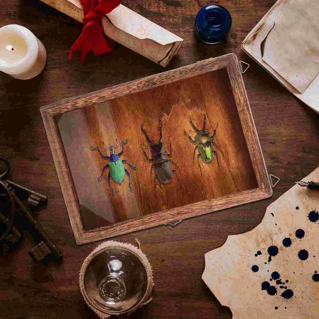 Cutie din lemn, fluture, specimen, suport de depozitare suspendat pentru perete, vitrină, colecție vintage de insecte cu ace