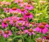 100 μωβ σπόροι εχινάκειας (Echinacea purpurea) - αναπαραγώγιμη ακατέργαστη