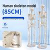 85cm Adult Human Skeleton Model for Teaching and Spine Anatomy