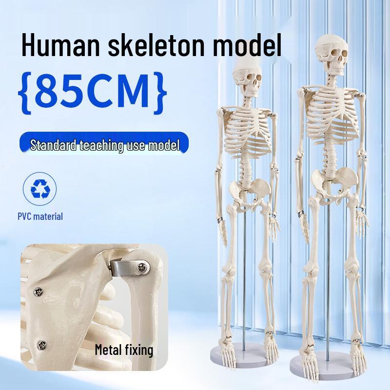 

Модель скелета взрослого человека 85 см для обучения и анатомии позвоночника