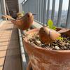 Funny Iron Art Bird Ornaments Rusty Retro Bird Statue Metal Bird Sculptures  Outdoor Lawn