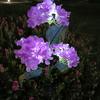 3 Heads Hydrangea Ground Light Waterproof LED Solar Lawn Decorative Lights Adjustable Iron Wire Simulated Bendable for Courtyard
