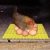 Chicken Laying Pads Washable Chicken Roosting Pad Breathable Coop Supplies Reusable Laying Mat for Poultry Farming Backyard