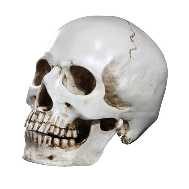 Life Size Replica Realistic Human Skull Head Bone Model Anatomy White Resin Skull High Precision Teaching Tool Halloween Decor