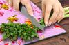 Glass stovetop protector 70x52 Flower