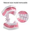 Adult Dental Teeth Model and Toothbrush with Removable High Grade Teeth Teaching Model