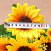 Sunflower Field Style: 13-Head Pastoral Sunflower Bouquet for Weddings & Celebrations