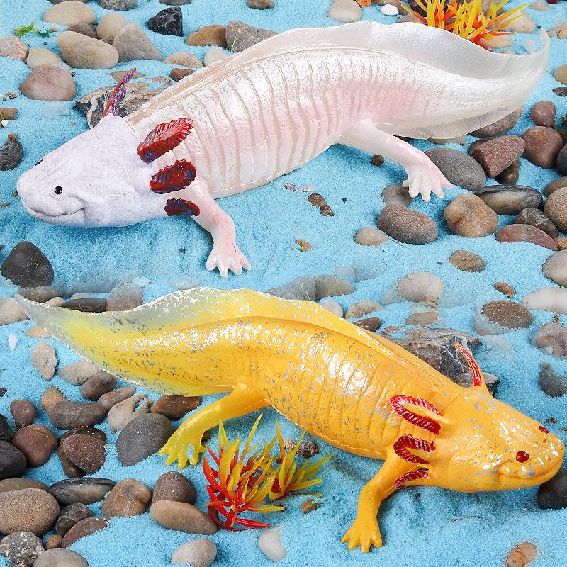 Oenux Amphibians Aquatic Animal Newt Salamander Cryptobranchoidea  Animals Model Action Figure Education Cute Kids Toy Gift
