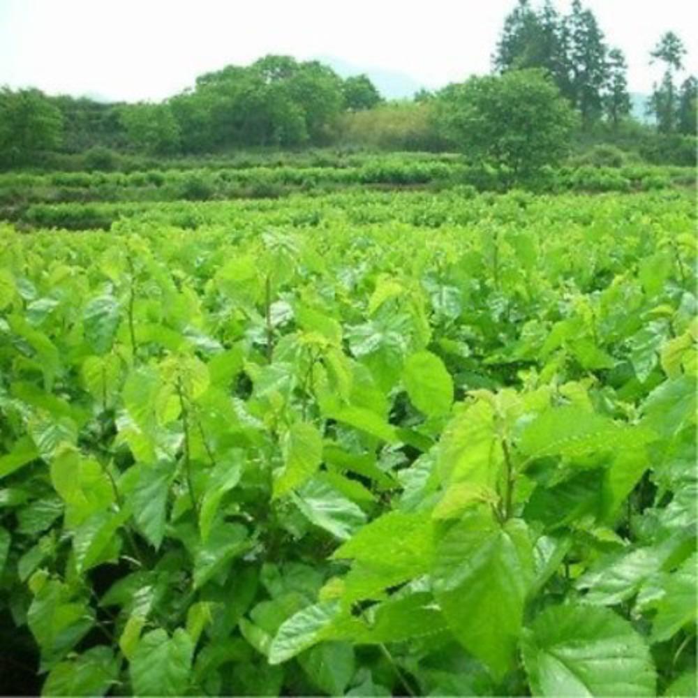 50g Natural Mulberry Leaf Tea Loose Dried Leaves Organic Herbal Infusion Health Wellness