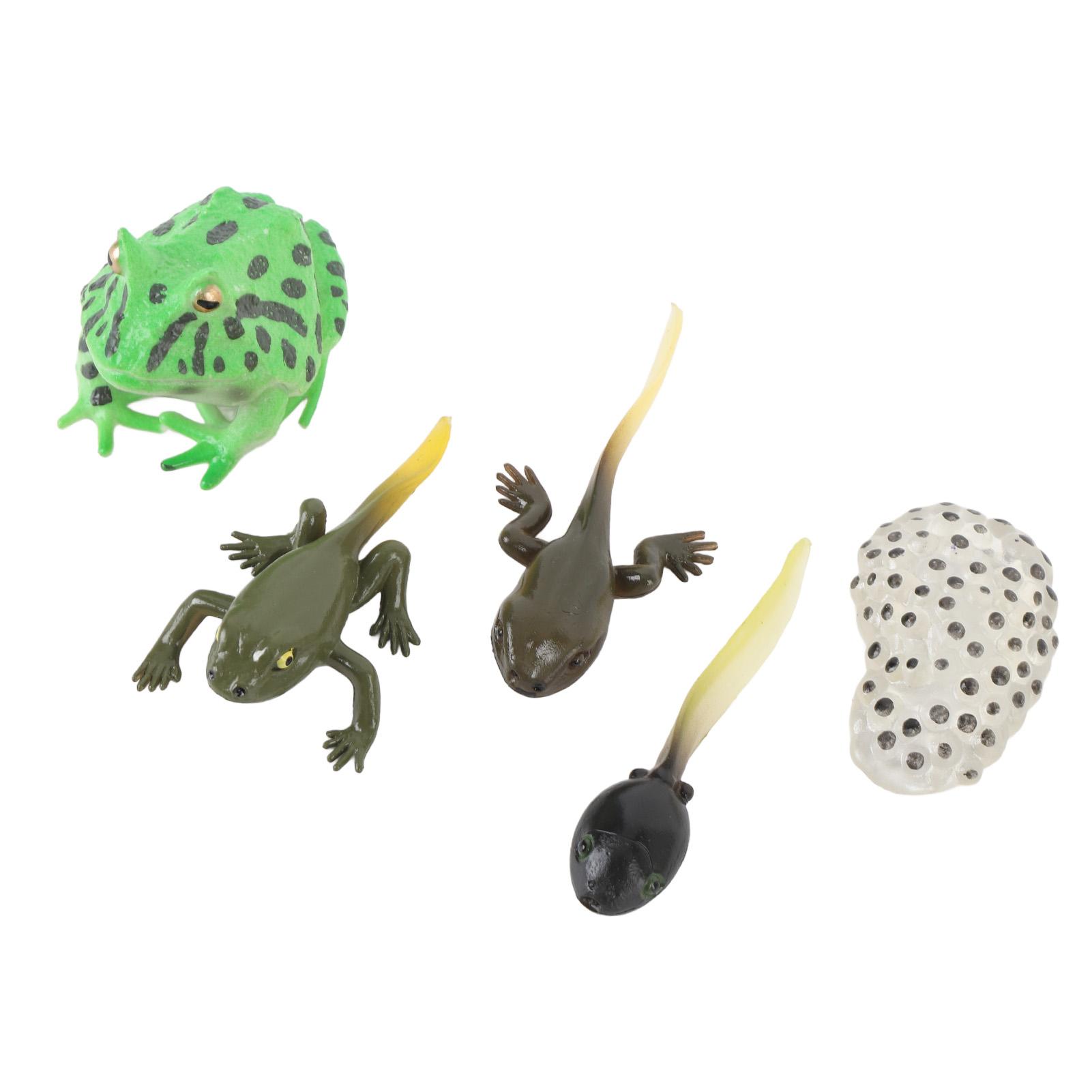 

5 Pcs Tadpole Growth Cycle Realistic Detailed PVC Growth Stage Lifelike Tadpole Life Cycle Model Set for Home Office