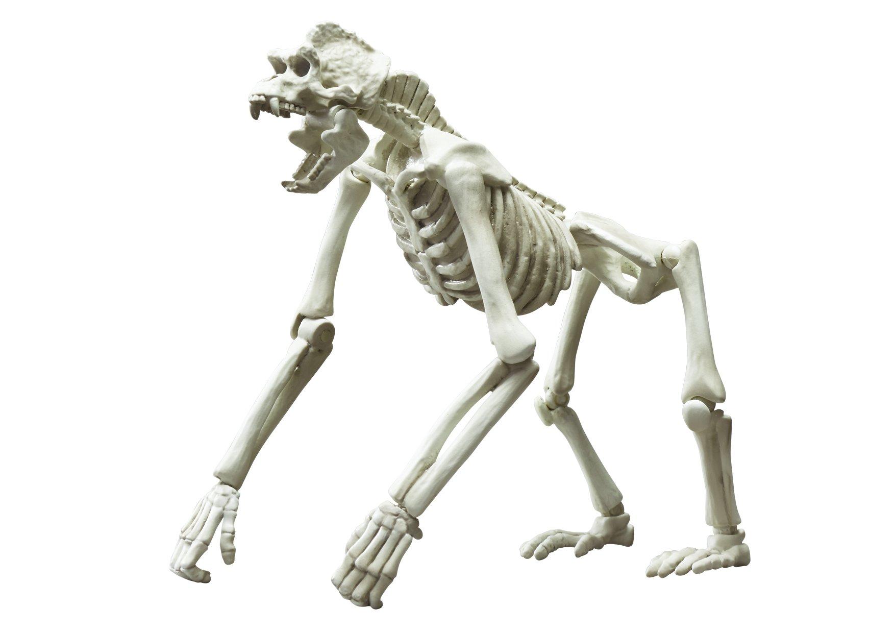 Pose Skeleton Mammal Gorilla