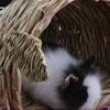 Woven Straw Pet Rabbit Hamster Guinea Pig Cage Nests House Toy Chinchilla Bed