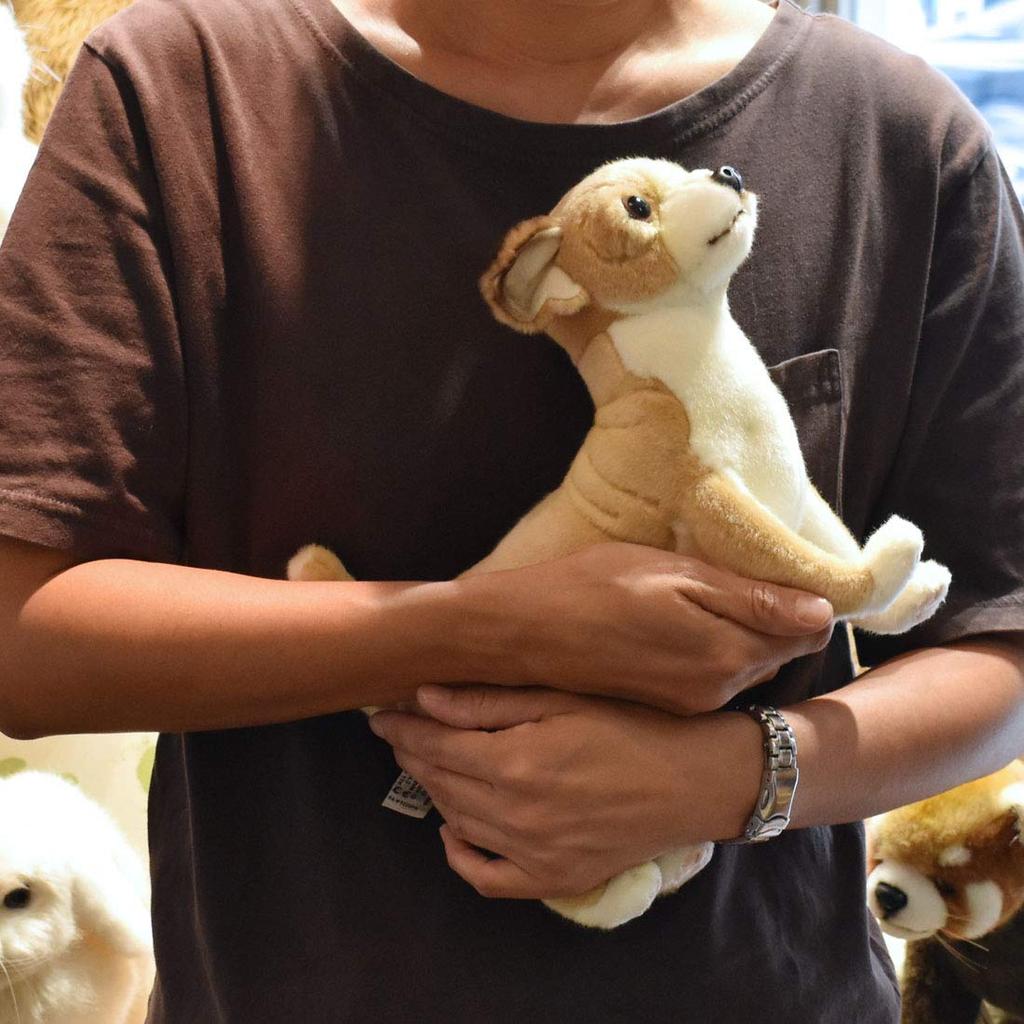 BH6295 HANSA Chihuahua 27