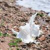 Natural Conch Shell Decors Large Natural Seashells for Fish Tanks Wedding Decoration Beach Theme Party Home Decorations