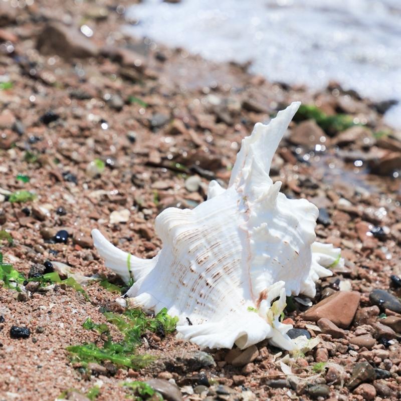 Natural Conch Shell Decors Large Natural Seashells for Fish Tanks Wedding Decoration Beach Theme Party Home Decorations