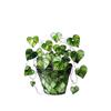 Green Heart Leaf Acrylic Window/Door Hanging Pendant - Decorative Art for Festivals